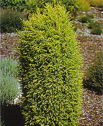 Juniperus communis "Gold Cone" - можжевельник обыкновенный