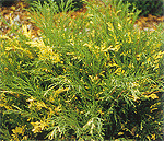 Juniperus sabina "Variegata" - можжевельник казацкий