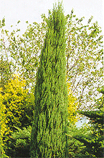 Juniperus scopulorum "Skyrocket" - можжевельник скальный