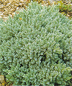 Juniperus squamata "Blue Star" - можжевельник скальный