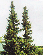Picea omorika - ель сербская