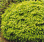 Picea abies "Nidiformis"- ель обыкновенная